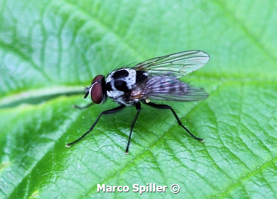 Anthomyia procellaris ?